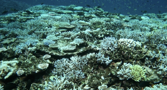 04あたり一面白くなったサンゴ礁、黒くなり瓦礫化する　石垣島.jpg